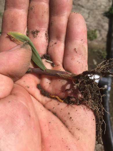 Wireworm with corn seedling