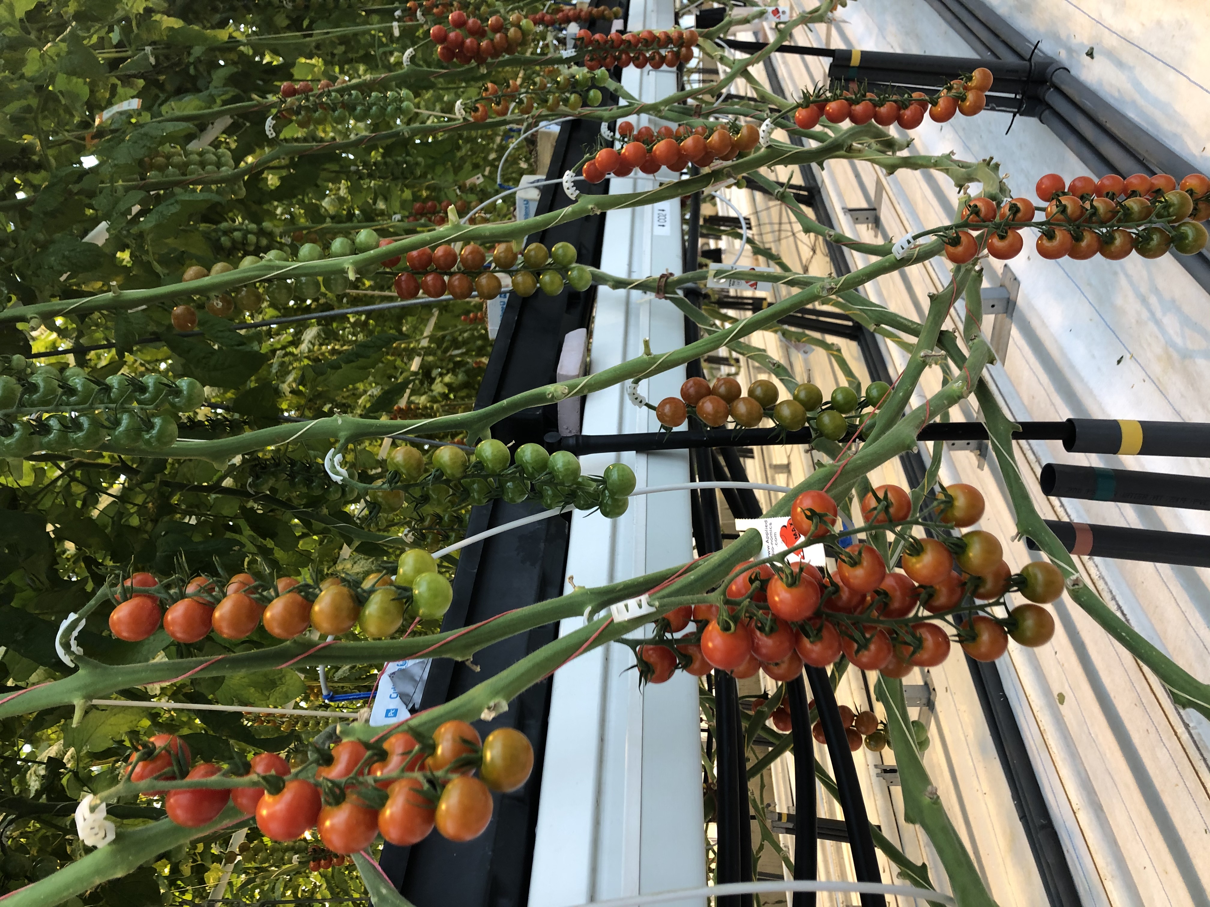 Cherry Tomatoes ISH Greenhouse