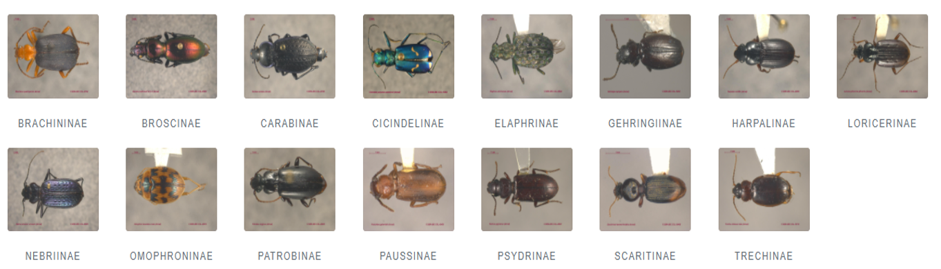 Diverse families of ground beetles