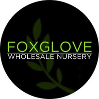 Foxglove Nursey