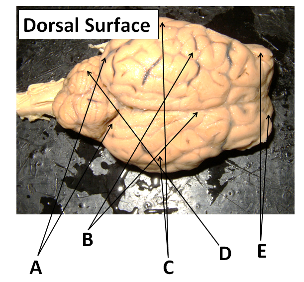 Dorsal Surface