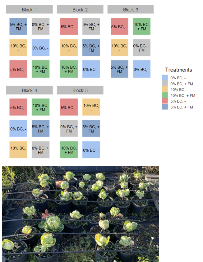 Biochar study layout