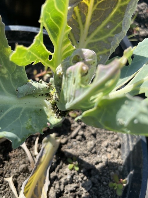 Cabbage infested with caterpillars