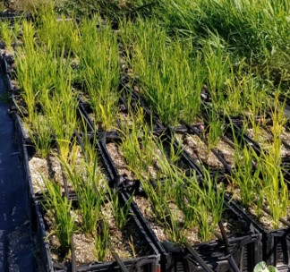 Rice plots