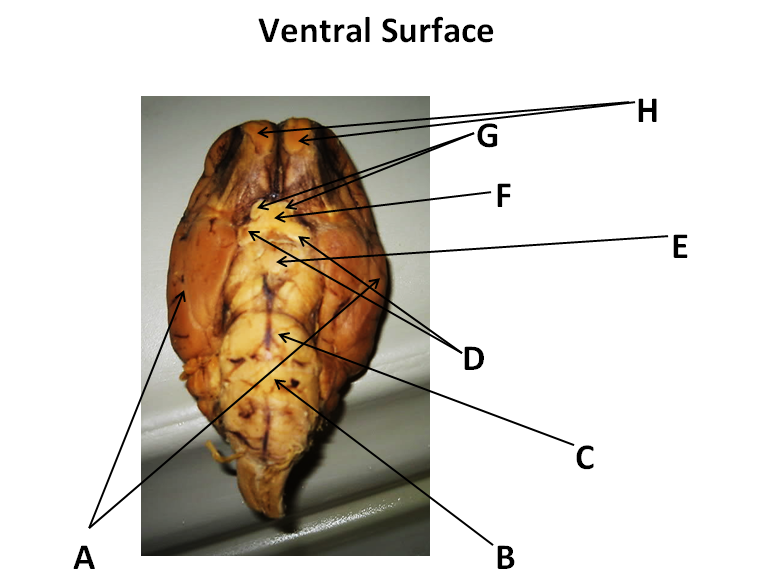 Ventral Surface