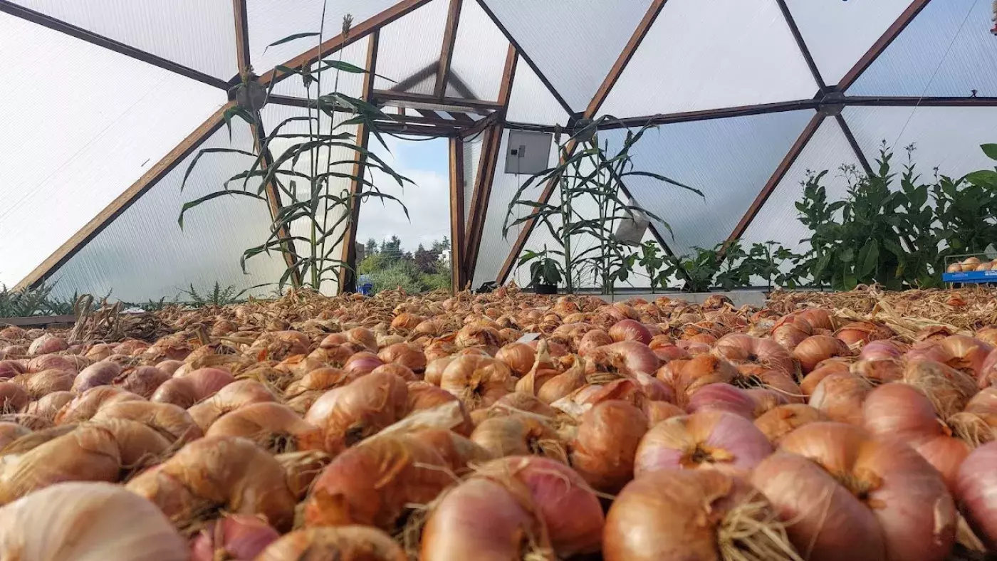Onions in dome
