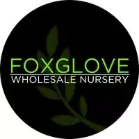 Foxglove Nursey