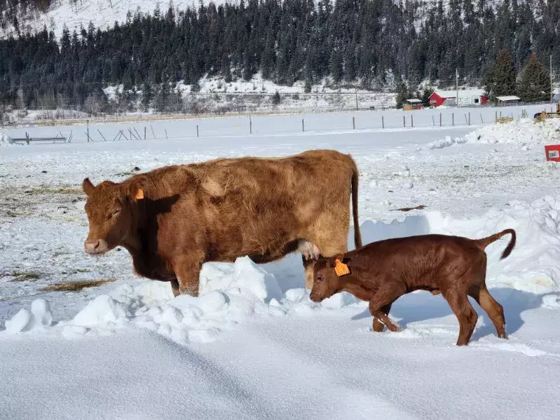 A Climate Master Composite calf in a field of snow.