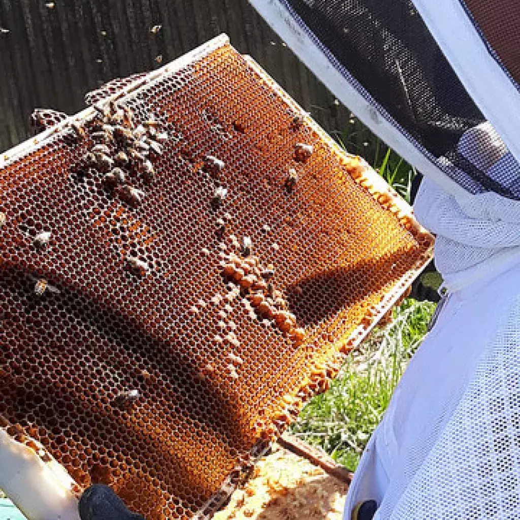 commercial beekeeping program