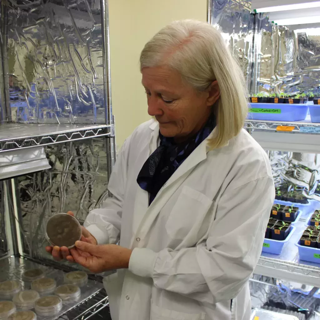 Dr. Deborah Henderson inspects a petri dish with fungi or trichoderma. 