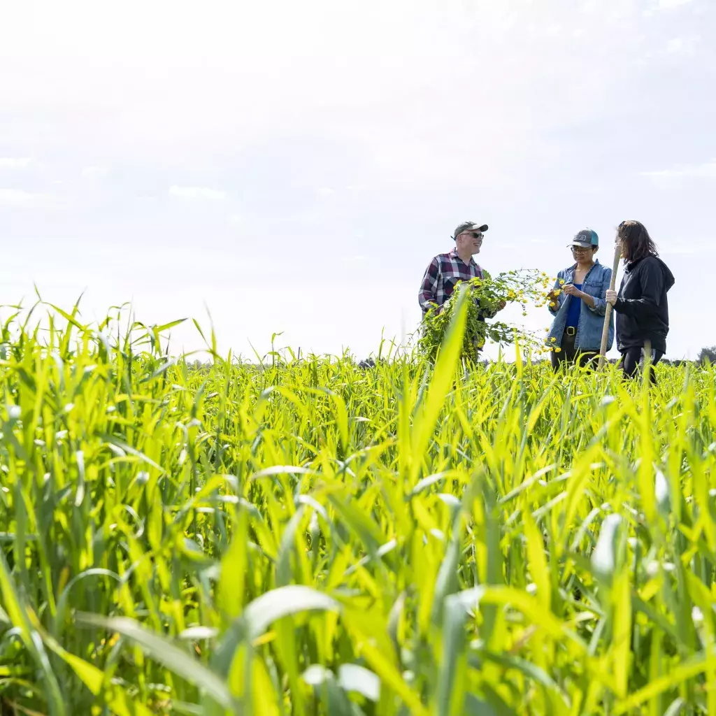 To tackle the growing concern about food security and food systems, Kwantlen Polytechnic University (KPU) is launching the Graduate Certificate in Sustainable Food Systems and Security (SFSS).  