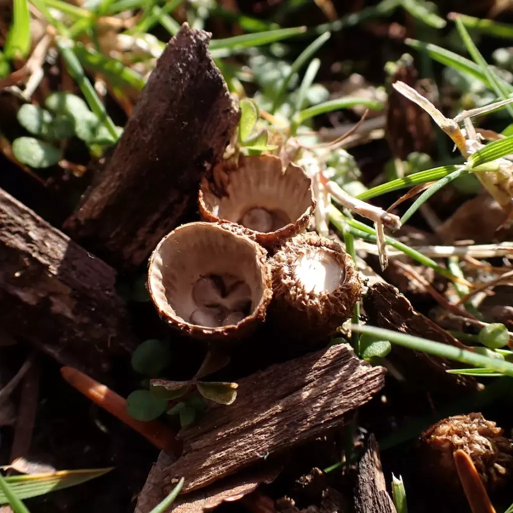 Birds nest mushroom