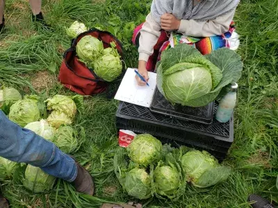 alley cropping cabbage