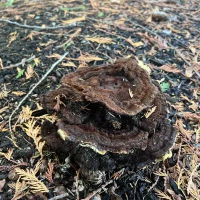 Dyer's polypore mushroom 